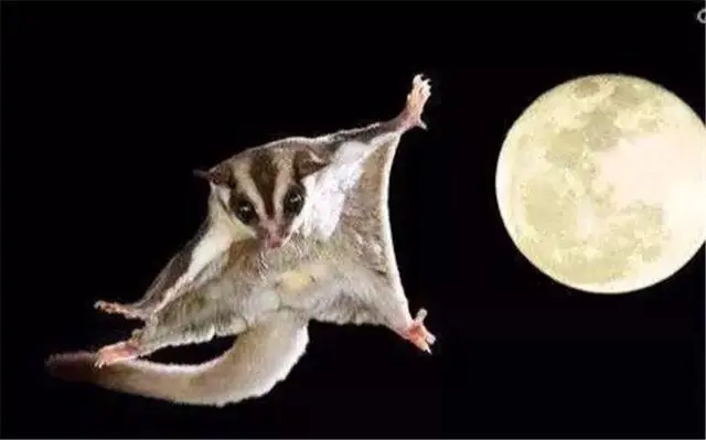 金风未动蝉先觉，蛟龙出没猩鼯号打一准确生肖的警惕虚假宣传-全面释义、解释与落实、统计解答解释落实